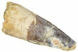 Fossil Spinosaurus Tooth - Real Dinosaur Tooth #373958-1